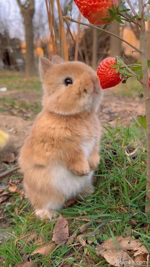 can rabbits eat strawberries