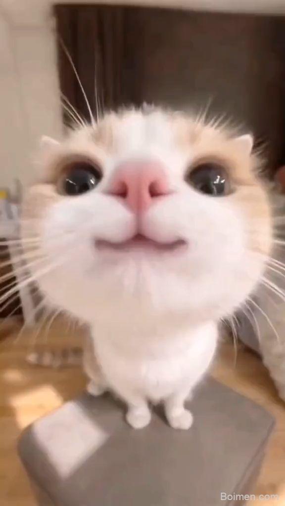 cute cat aesthetic