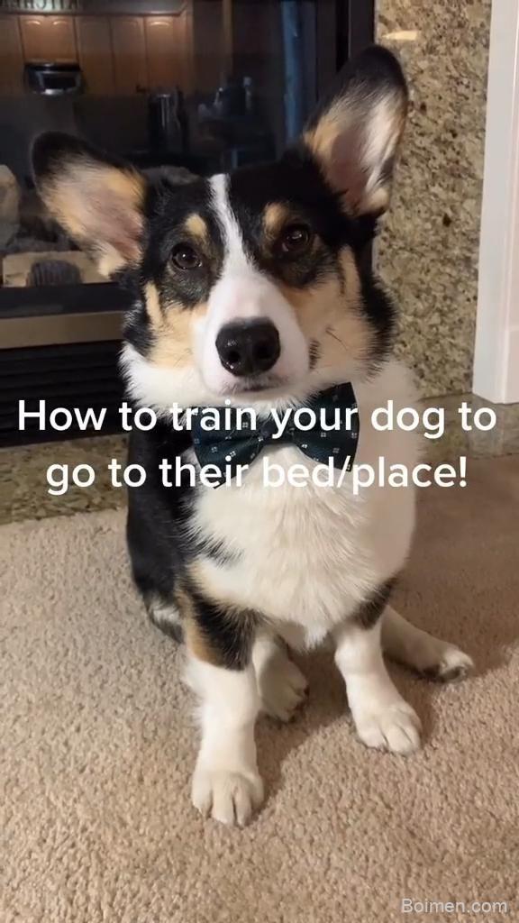 teach dog to go to bed