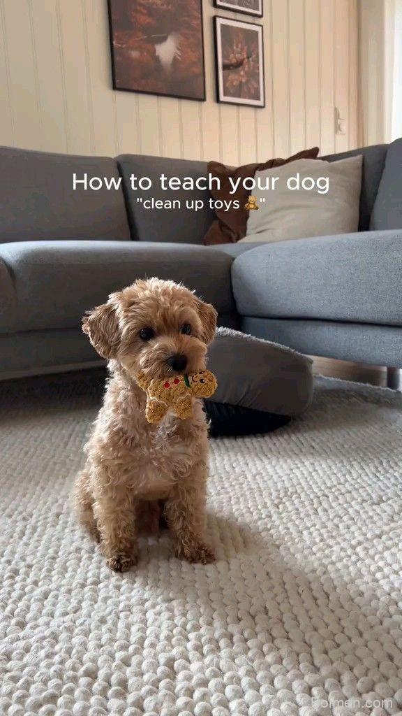 teach dog to clean up toys