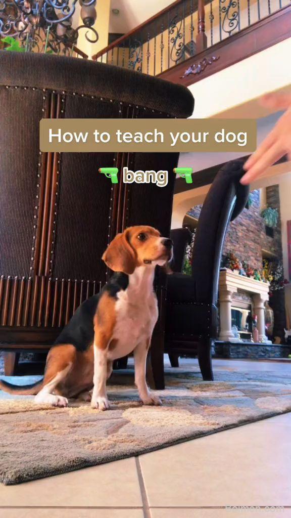 indoor dog training games
