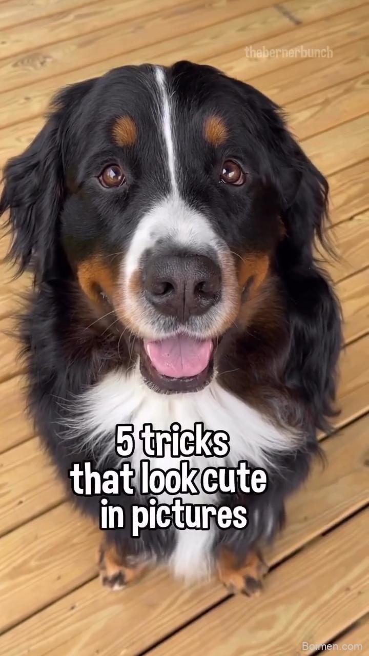 dog tricks that look cute in pictures