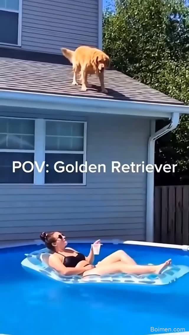 dog bloopers 26