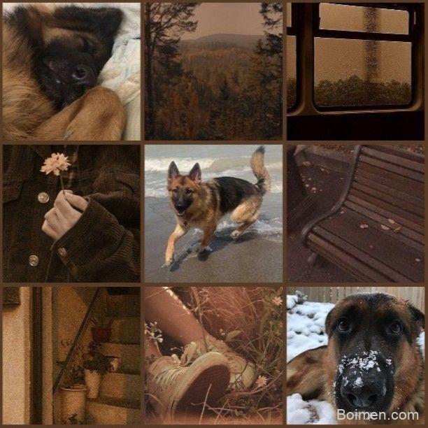 german shepherd moodboard