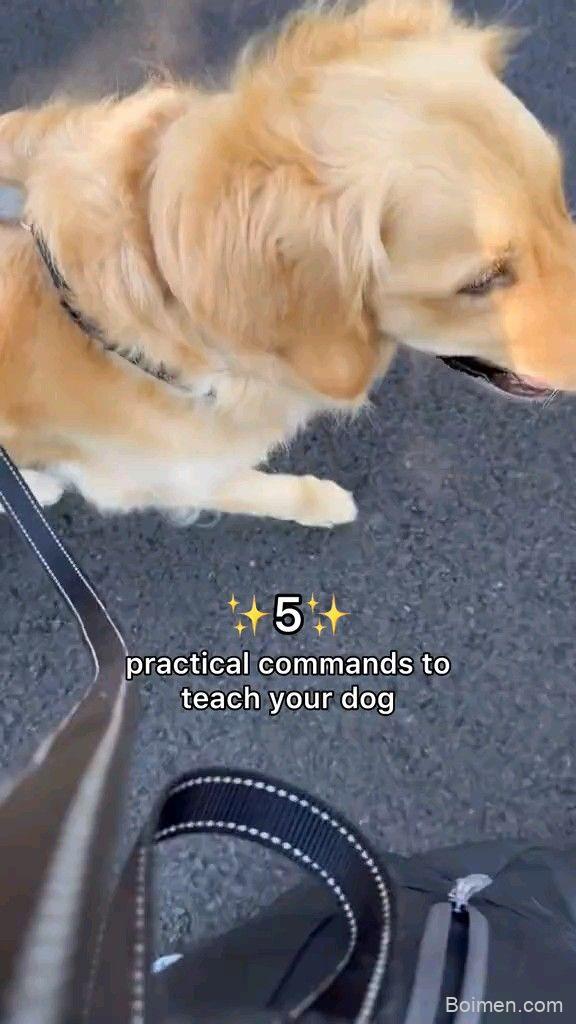dog training commands