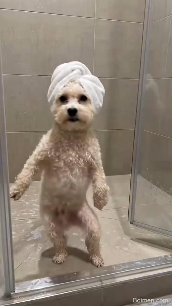 dog video hashtags