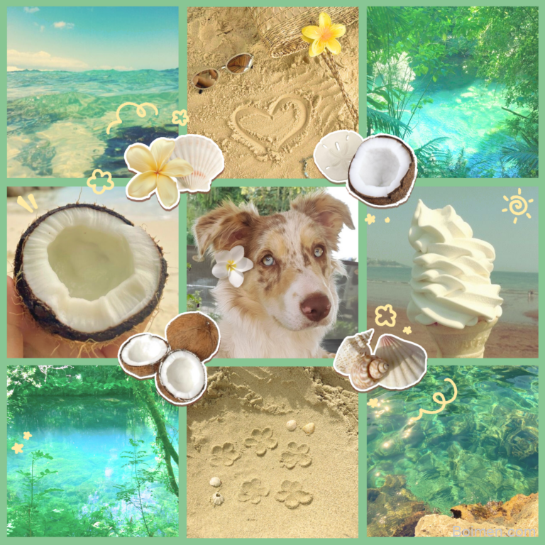 summer dog safety tips