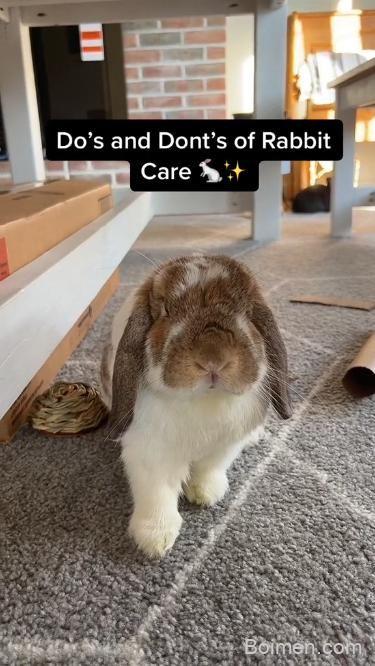how to take care of a rabbit