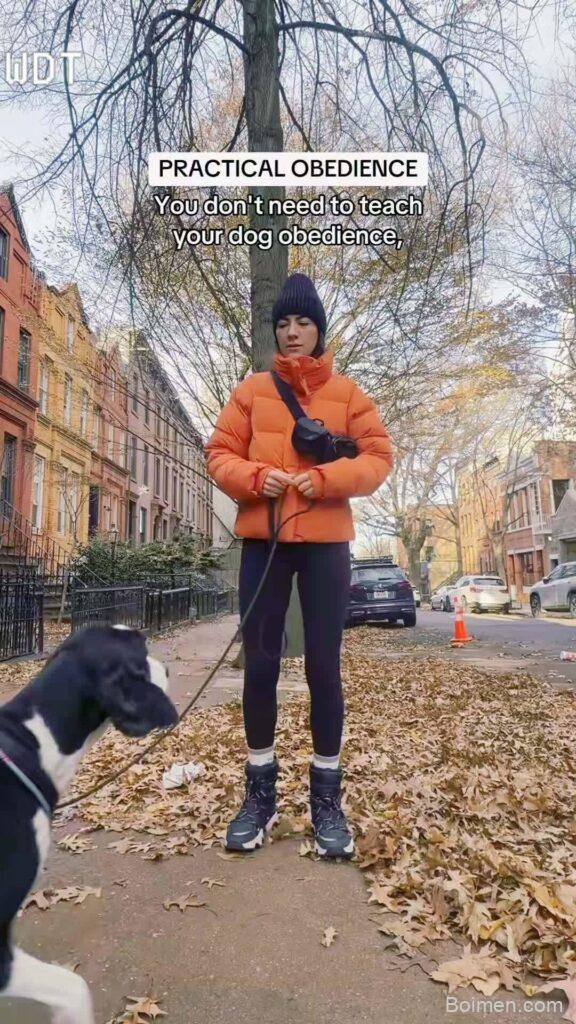 how to train a hyper dog
