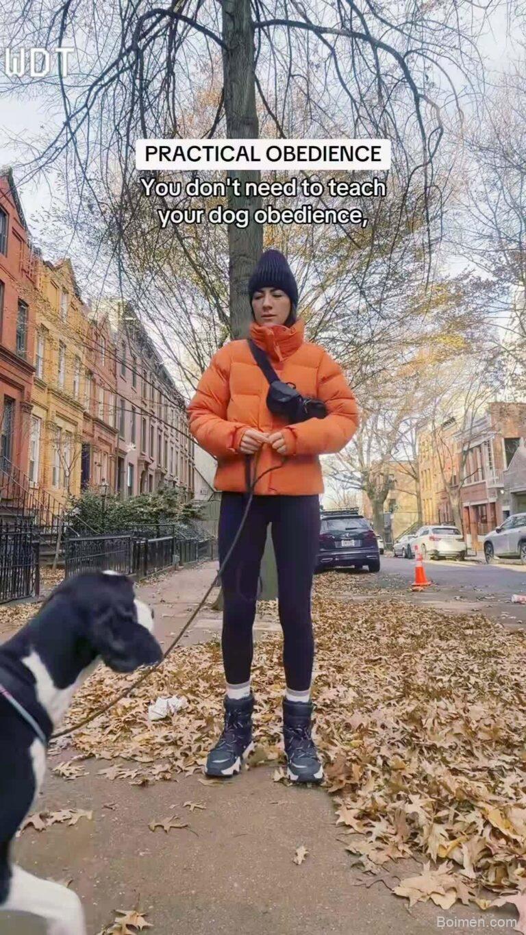 how to train a hyper dog