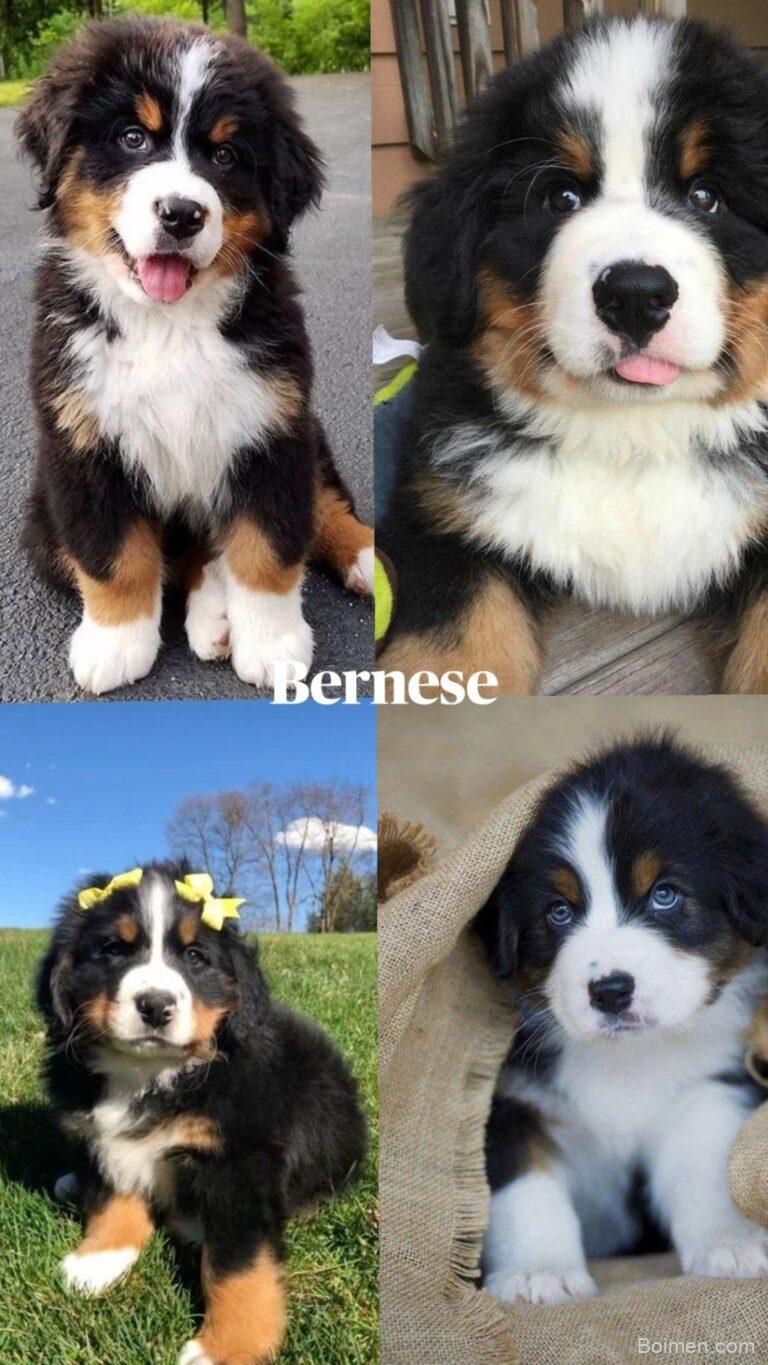 Bernese Mountain Dog care
