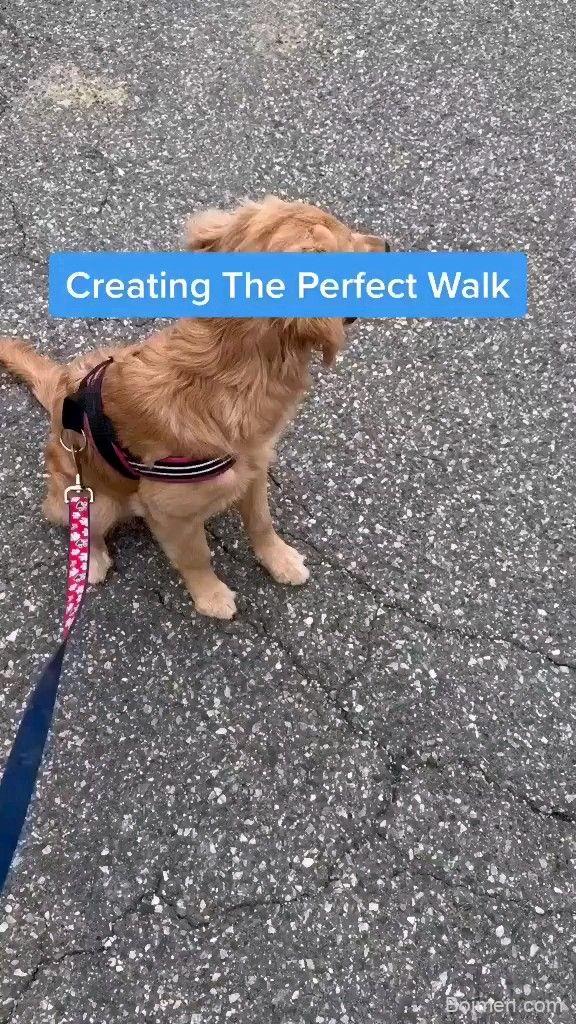 stop dog barking