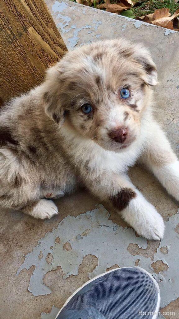 australian shepherd care tips