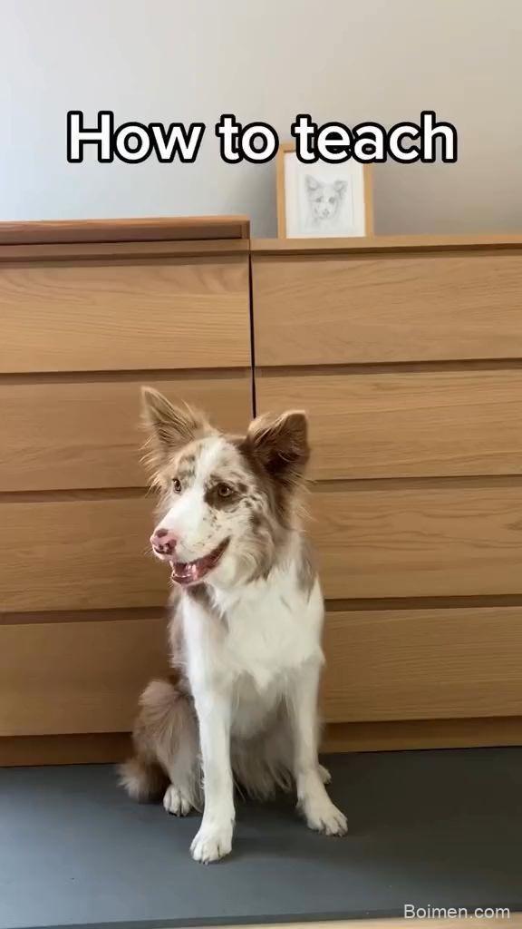 dog training tips for new owners