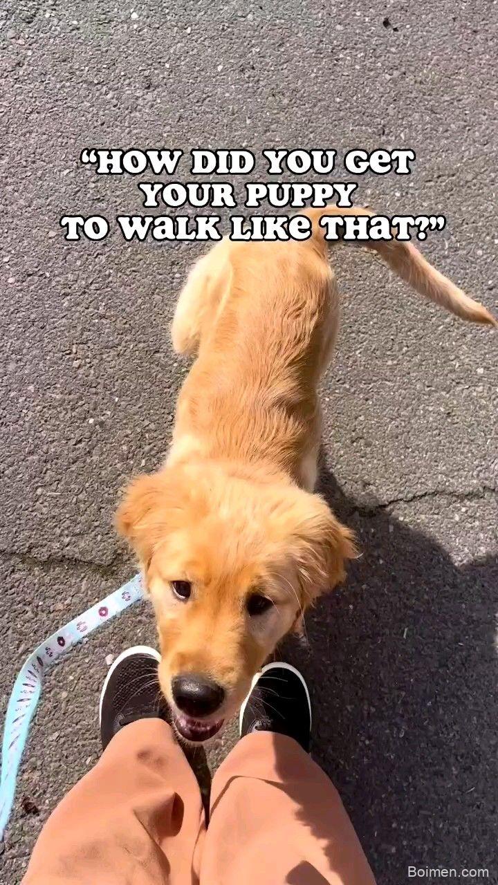 puppy walk training