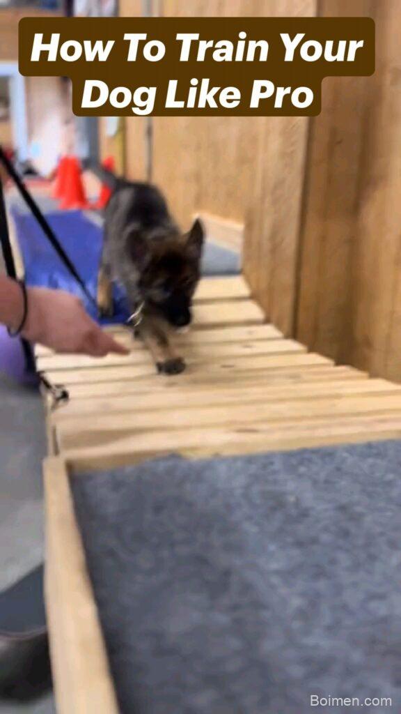 dog training techniques