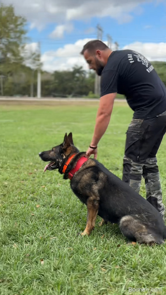 dog training tips