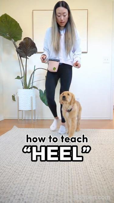 dog training tips
