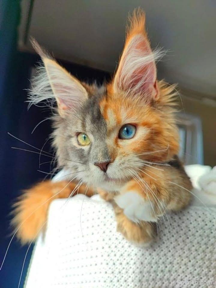 pinterest image size