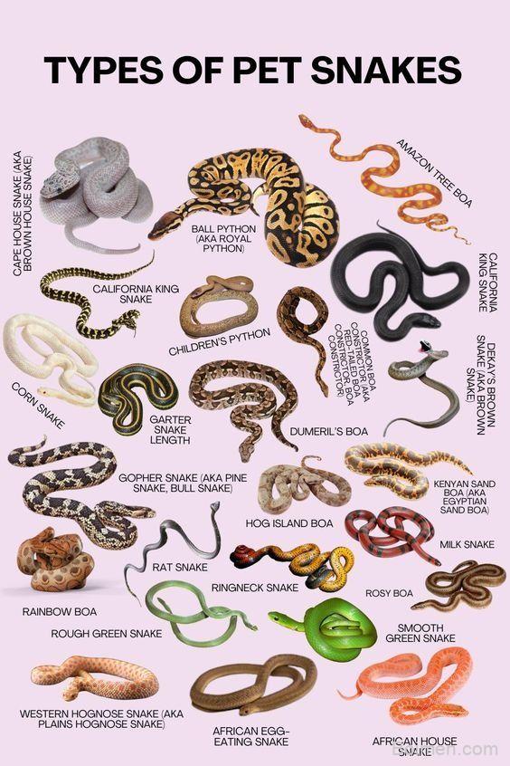 snakes as pets
