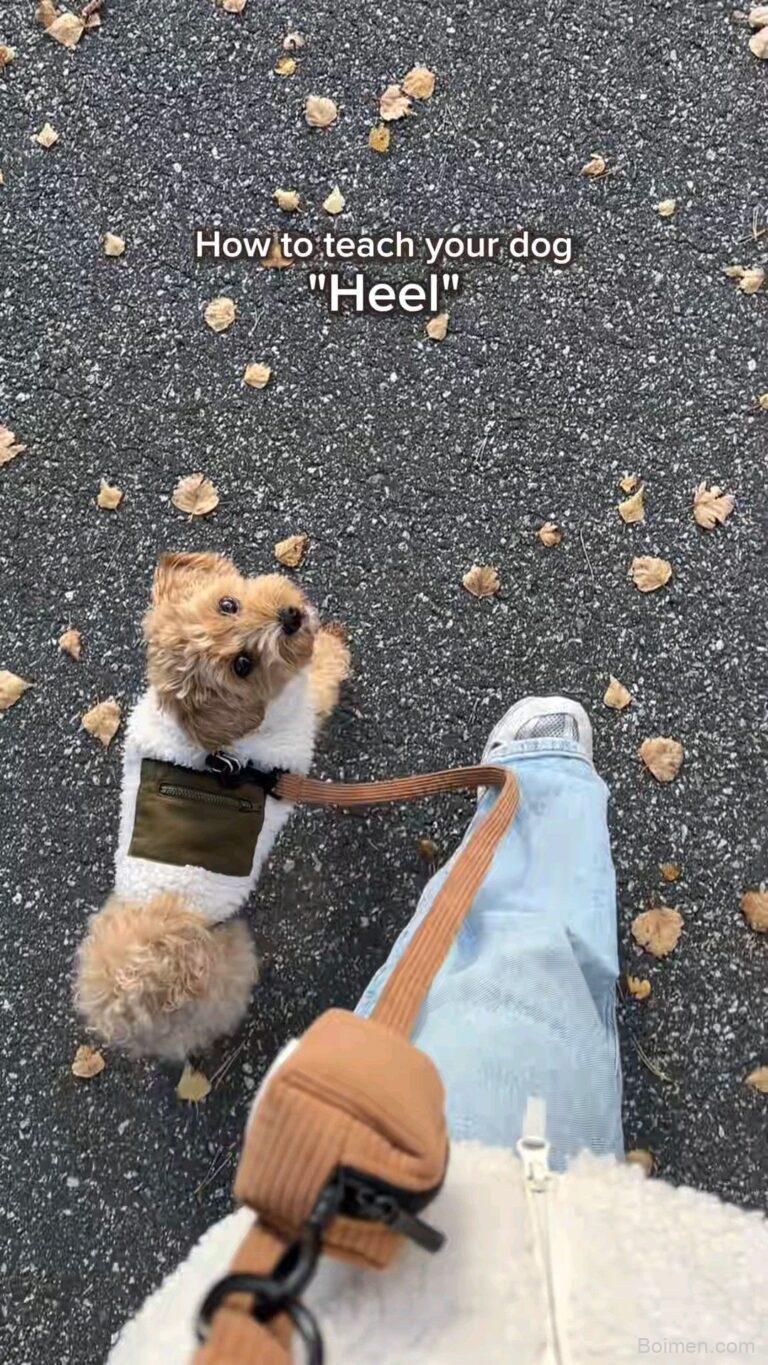 how to teach dog to heel