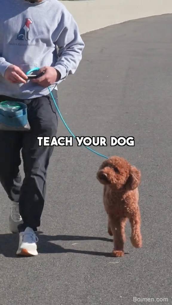 loose leash walking