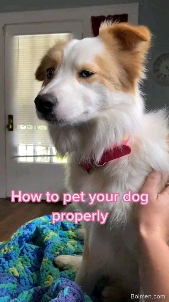 dog training tips