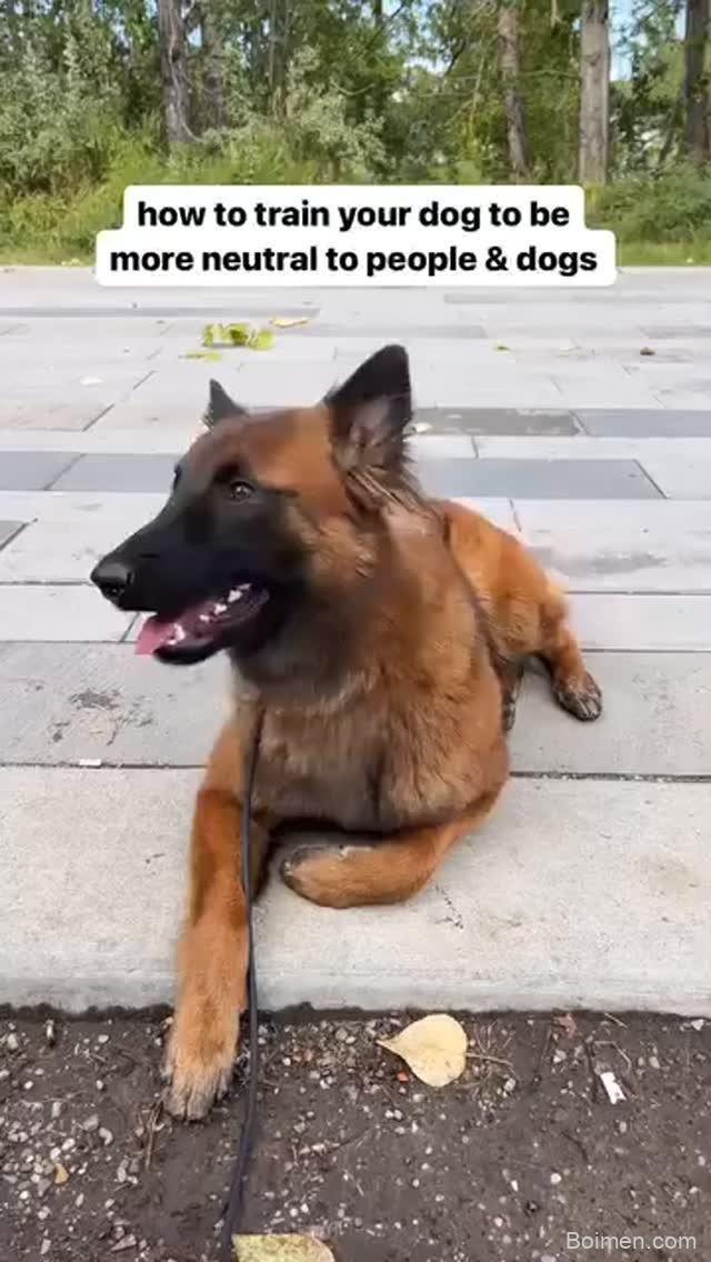 train dog to stay calm