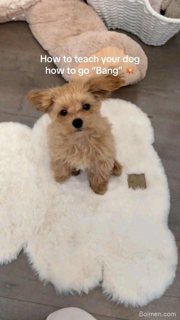 puppy training tutorial