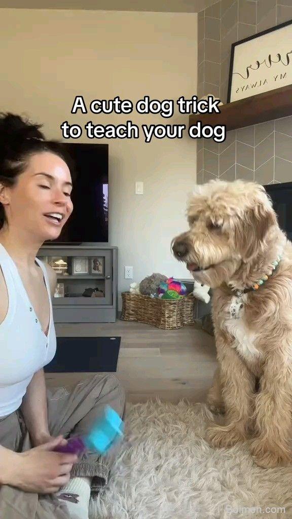 cute dog trick to teach your dog
