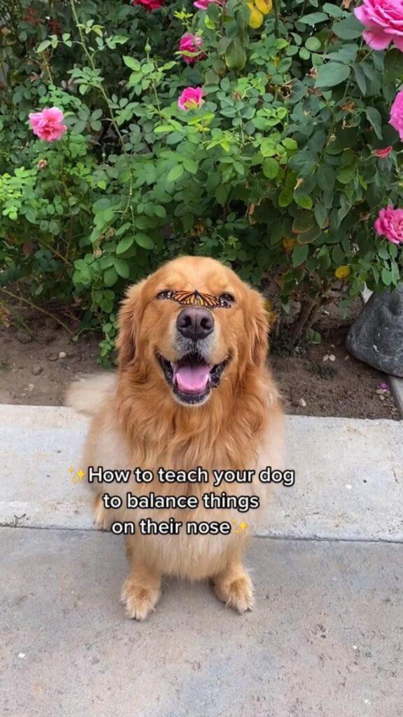 dog training tips