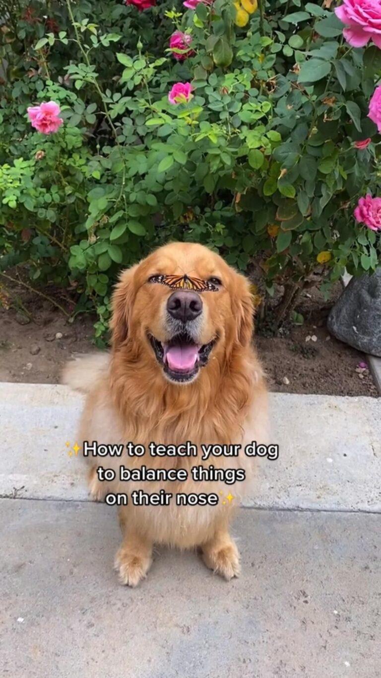 dog training tips