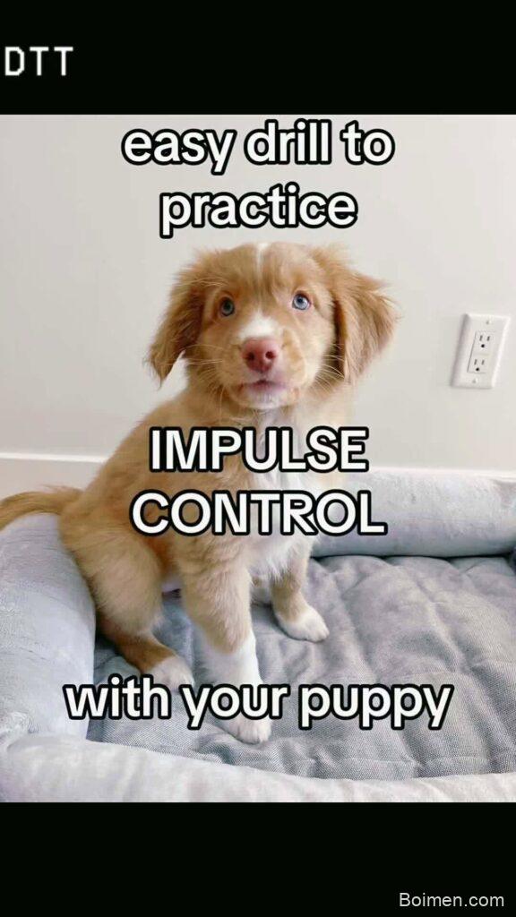 dog training tips that strengthen your bond