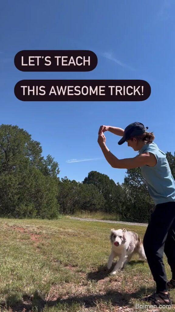improve dog intelligence