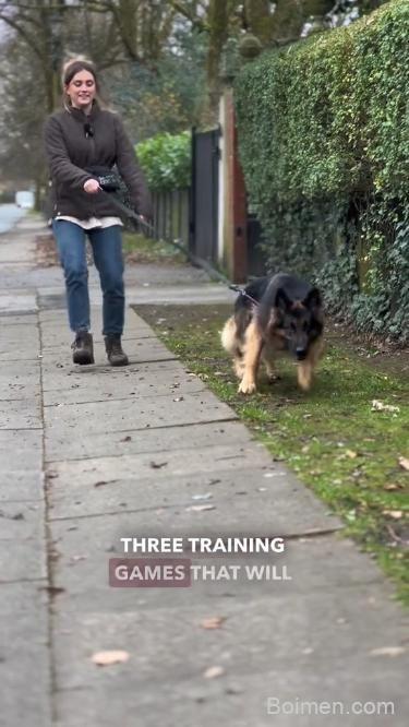 dog training tips 2023