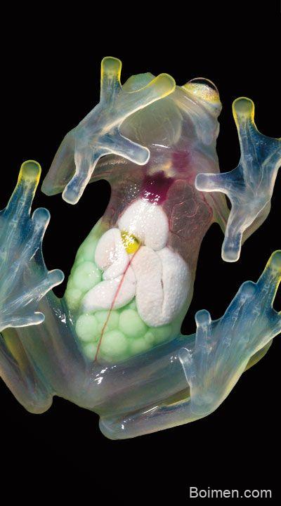 glass frog observation tips