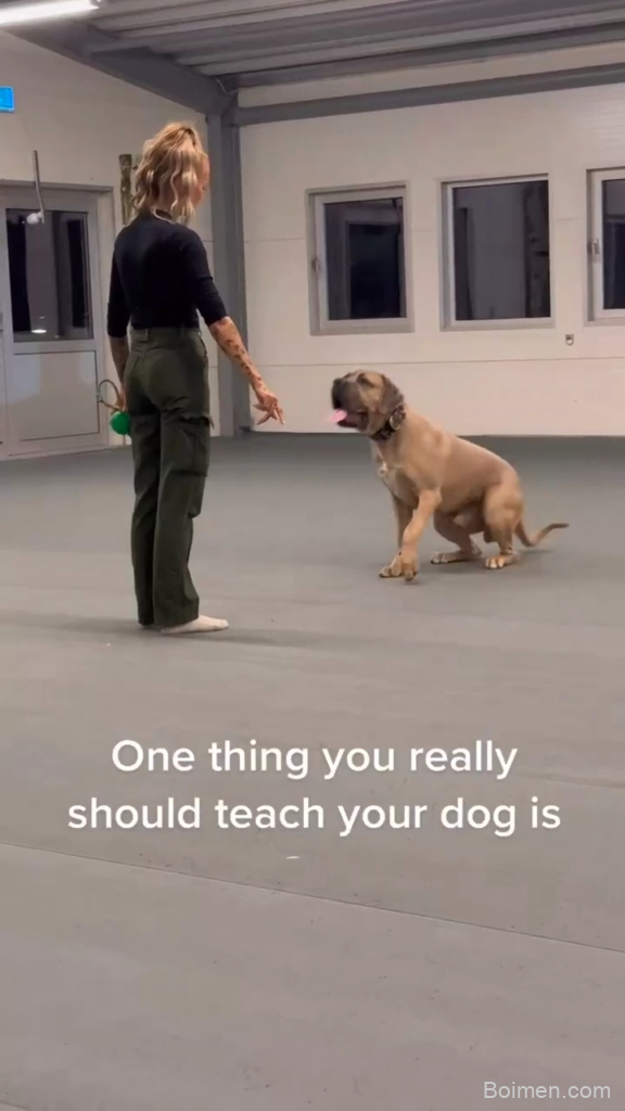 clicker training for dogs