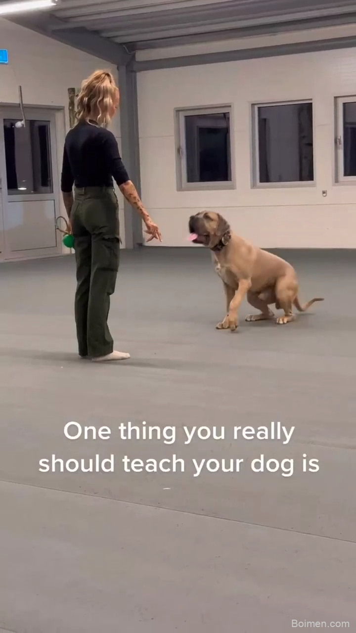 clicker training for dogs