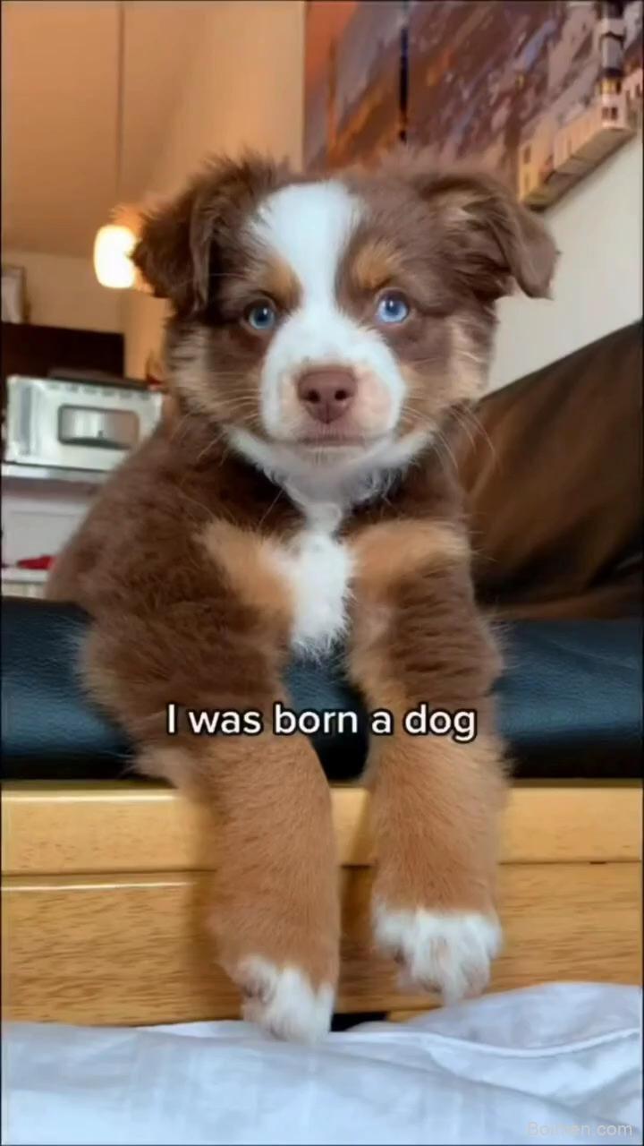 dog funny videos