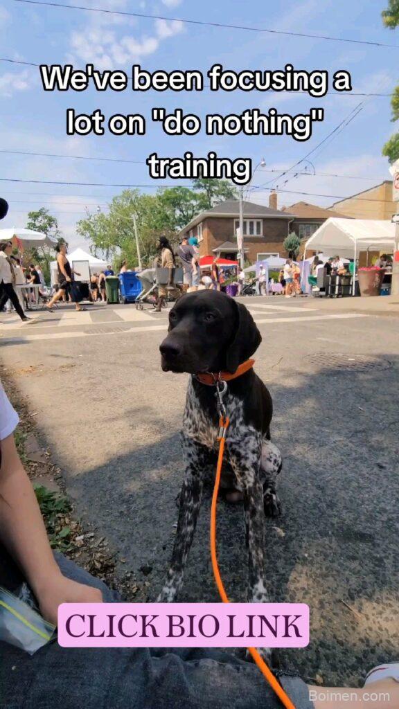 dog training strategy
