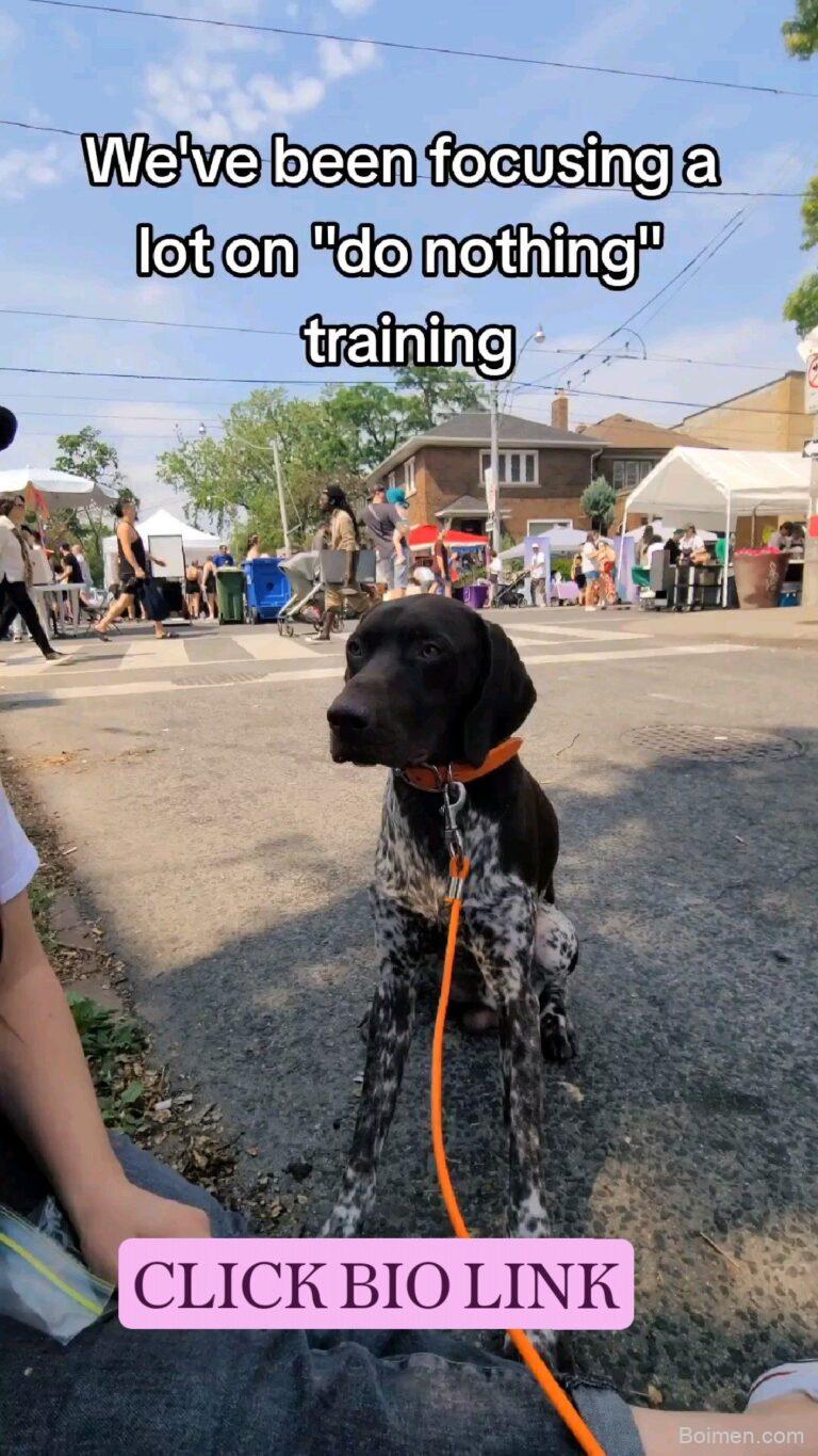 dog training strategy