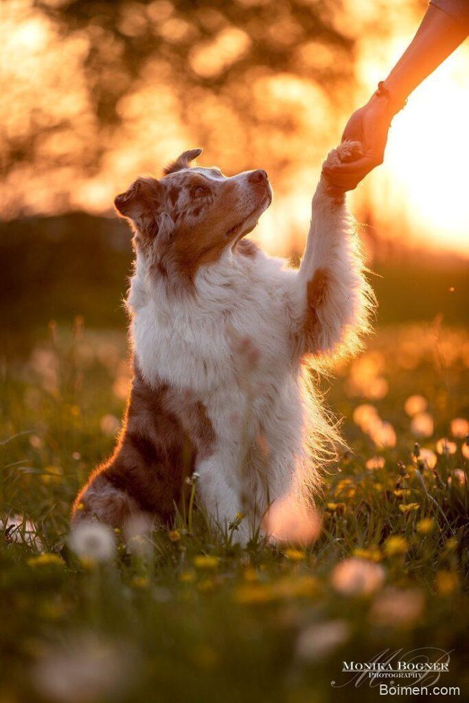 teach puppy to sit