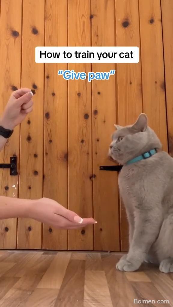 train cat like a dog