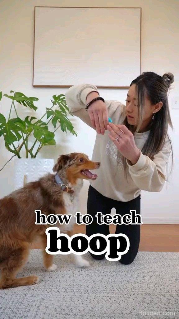 how to teach your dog the hoop