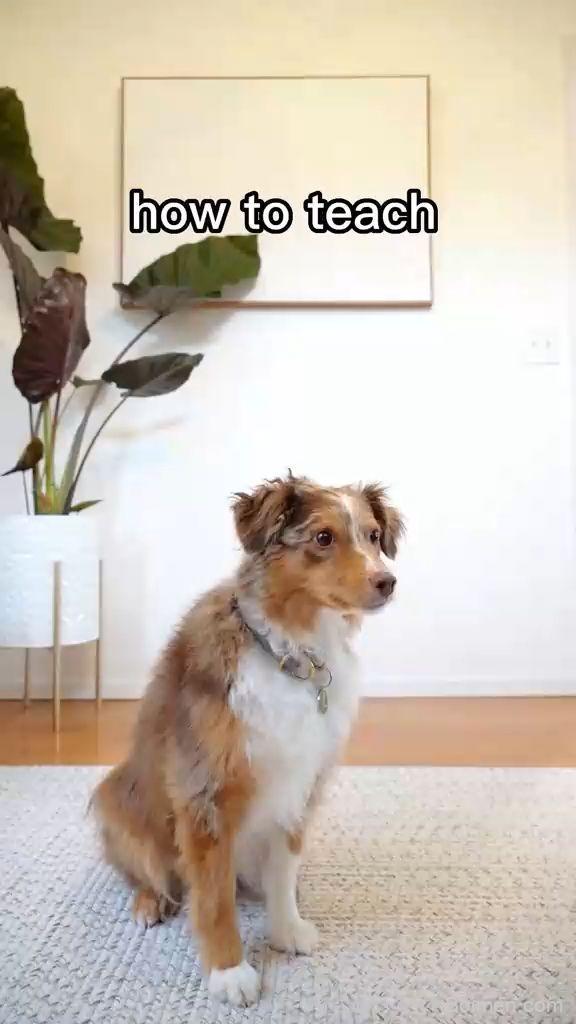 obedience training techniques