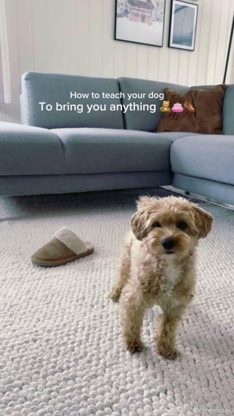 dog training mistakes to avoid