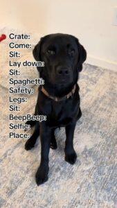 dog training tips for beginners