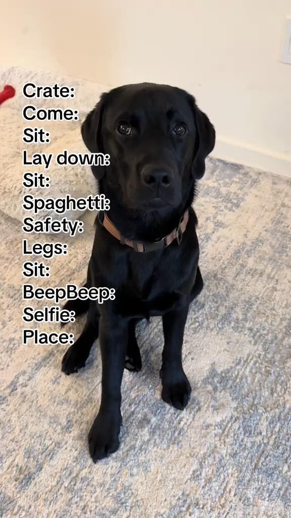 dog training tips for beginners