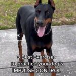 dog training tips