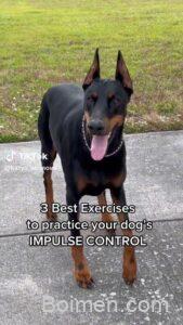 dog training tips